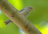 Pearly-breasted Conebill