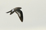 Sand-colored Nighthawk