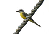 White-throated Kingbird