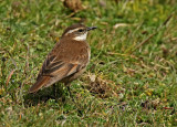 Chestnut-winged Cinclodes