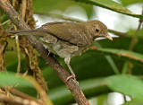 Ecuadorian Thrush