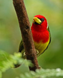 Red-headed Barbet