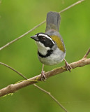 Black-capped Sparrow