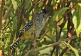 Chapmans Antshrike