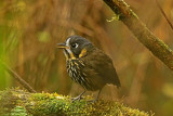 Crescent-faced Antpitta