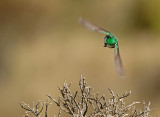 Green-headed Hillstar