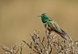 Green-headed Hillstar