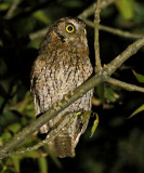 Koepckes Screech-Owl