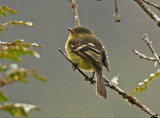 Orange-banded Flycatcher