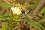 Purple-collared Woodstar