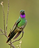 Purple-throated Sunangel