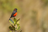 Scarlet-bellied Mountain-Tanager