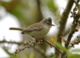 Southern Beardless-Tyrannulet