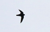 Spot-fronted Swift