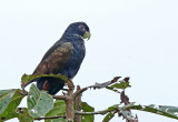 Bronze-winged Parrot
