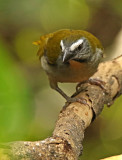 Buff-throated Saltator