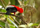 Andean Cock-of-the-Rock