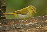 Guira Tanager