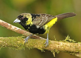 Lemon-rumped Tanager