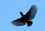 Long-wattled Umbrellabird