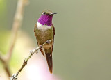 Purple-throated Woodstar