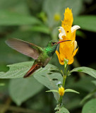 Rufous-tailed Hummingbird