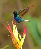 Velvet-purple Coronet