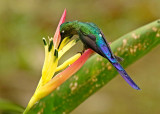 Violet-tailed Sylph