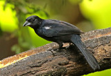 White-lined Tanager