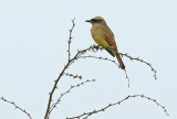 Bairds Flycatcher