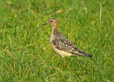 Buff-breasted Sandpiper