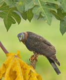 Hook-billed Kite