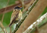 Olivaceous Piculet