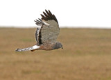 Cinereous Harrier