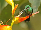 Green-crowned Brilliant