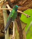 Green-crowned Brilliant