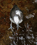 White-capped Dipper