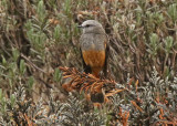 Red-rumped Bush-Tyrant