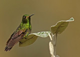 Viridian Metaltail