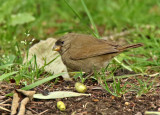 Dull-colored Grassquit