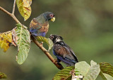 Bronze-winged Parrot