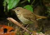 Gray-cheeked Thrush