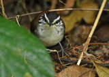 White-breasted Wood-Wren