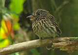 White-chested Puffbird