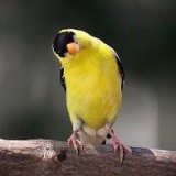 goldfinch kent2.jpg