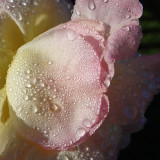 Rose perle