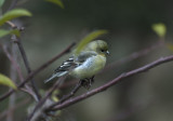 Outside our window - a Lawrences goldfinch