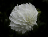 White dahlia