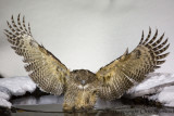 Blakistons Eagle Owl - Bubo blakistoni