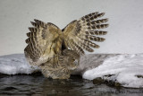 Blakistons Eagle Owl - Bubo blakistoni